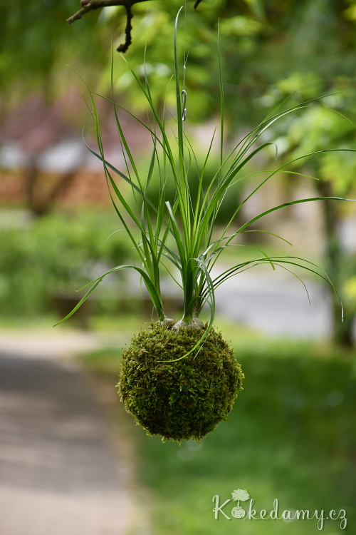 zavesna_kokedama_Nolina_recurvata05.jpg