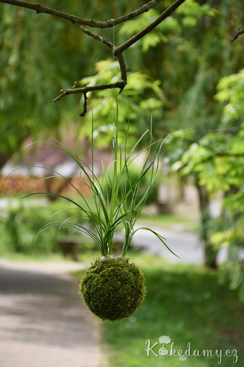 zavesna_kokedama_Nolina_recurvata06.jpg