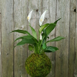 závěsná kokedama Spathiphyllum