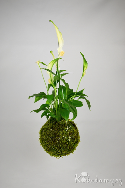 zavesna_kokedama_Spathiphyllum04.jpg