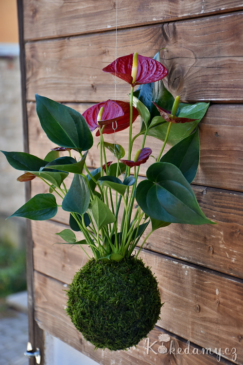 Kokedama Anthurium scherzerianum Kokedama Anthurium scherzerianum