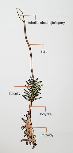 tělo mechu - kokedamy