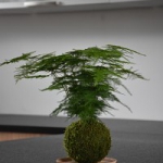 kokedama interiér