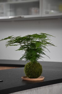 kokedama interiér