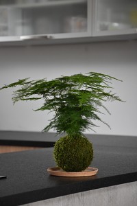 umisteni_kokedam_02.jpg