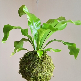 závěsná kokedama Asplenium nidus