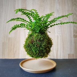 levitující kokedama Nephrolepis