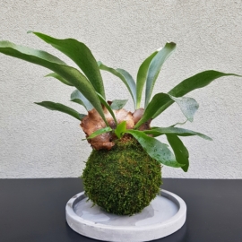 kokedama Platycerium