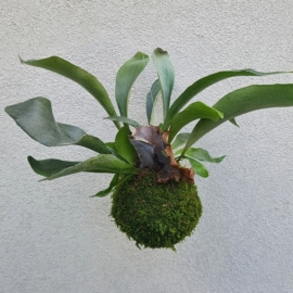závěsná kokedama parožnatka