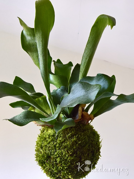 WP_20180302_12_35_17_Rich1.jpg