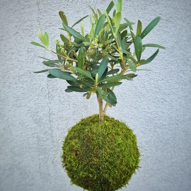 Závěsná kokedama olivovník