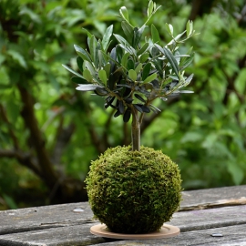 kokedama Olea europaea