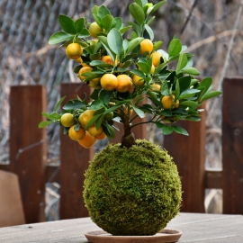 Kokedama Citrus