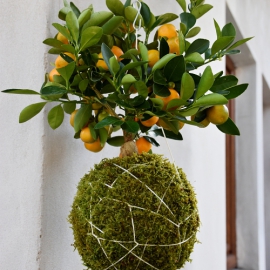 závěsná kokedama Citrus
