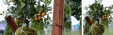 Kokedama s mandarinkou v e-shopu