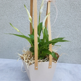 kokedama dárek