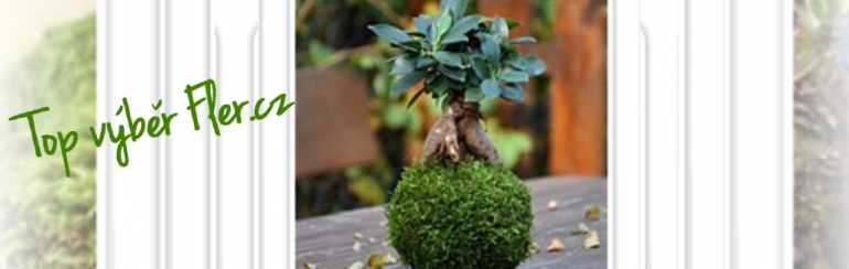 Kokedama s fíkusem na přední straně Fleru