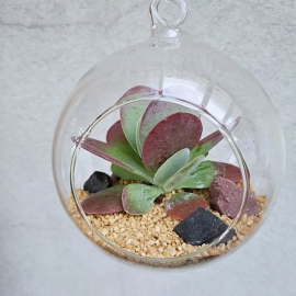 skleněné aerárium, 12 cm