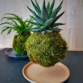 levitující kokedama Haworthia concolor