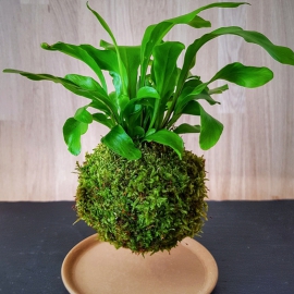 levitující kokedama Asplenium nidus