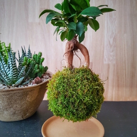 levitující kokedama Ficus microcarpa Ginseng