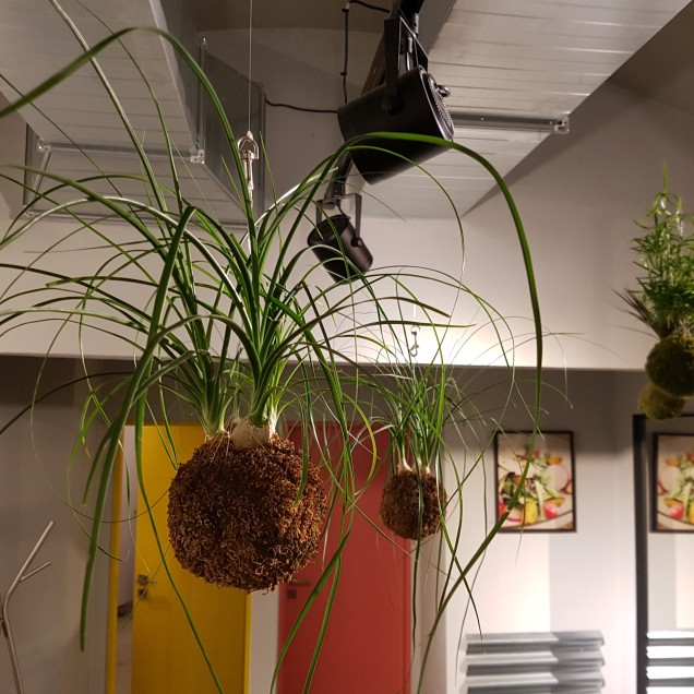 reference_kokedamy_bistro_instalace_kokedam