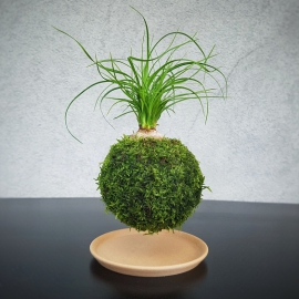 levitující kokedama Nolina