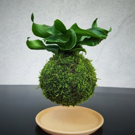 Levitující kokedama dracena