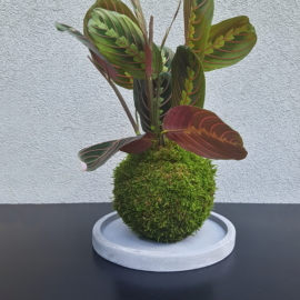 kokedama Maranta Fascinator