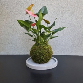 kokedama Anthurium scherzerianum
