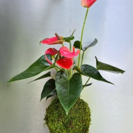 závěsná kokedama Anthurium scherzerianum růžová