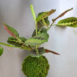 závěsná kokedama Maranta