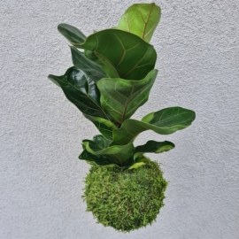 závěsná kokedama Ficus lyrata