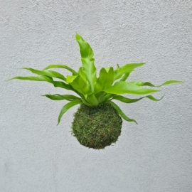 závěsná kokedama Asplenium antiquum