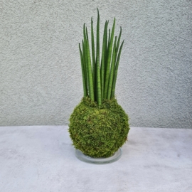 Kokedama Sansevieria bacularis Mikado