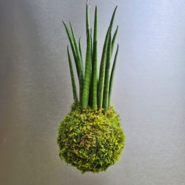závěsná kokedama Sanseviera bacularis Mikado
