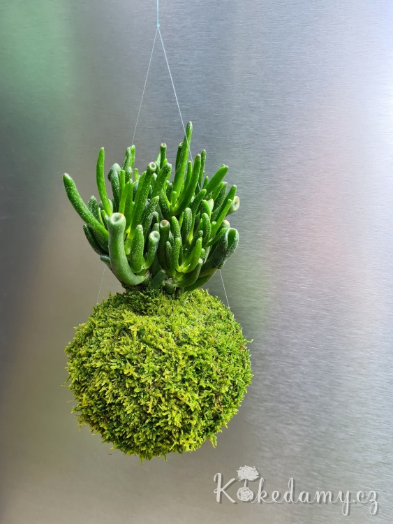 Crassula-ovata-Hobbit_1.jpg