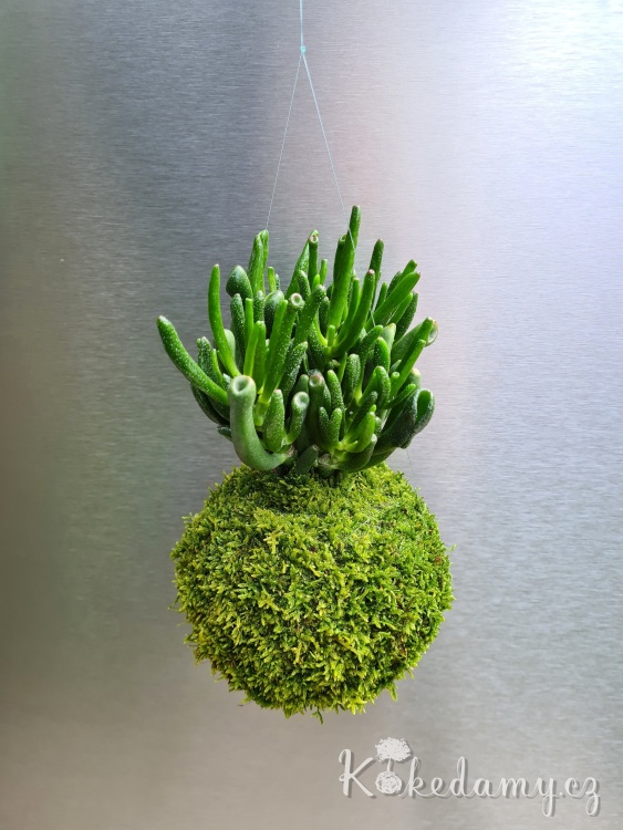 Crassula-ovata-Hobbit_2.jpg
