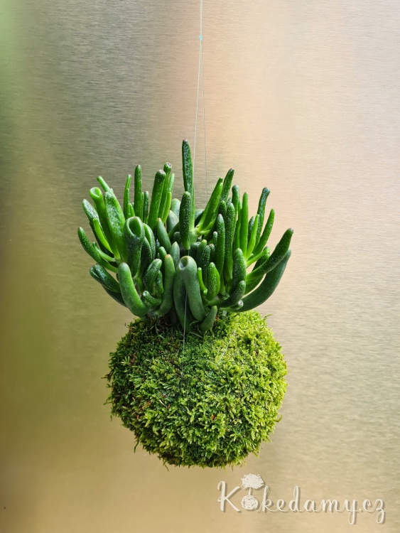 Crassula-ovata-Hobbit_3.jpg