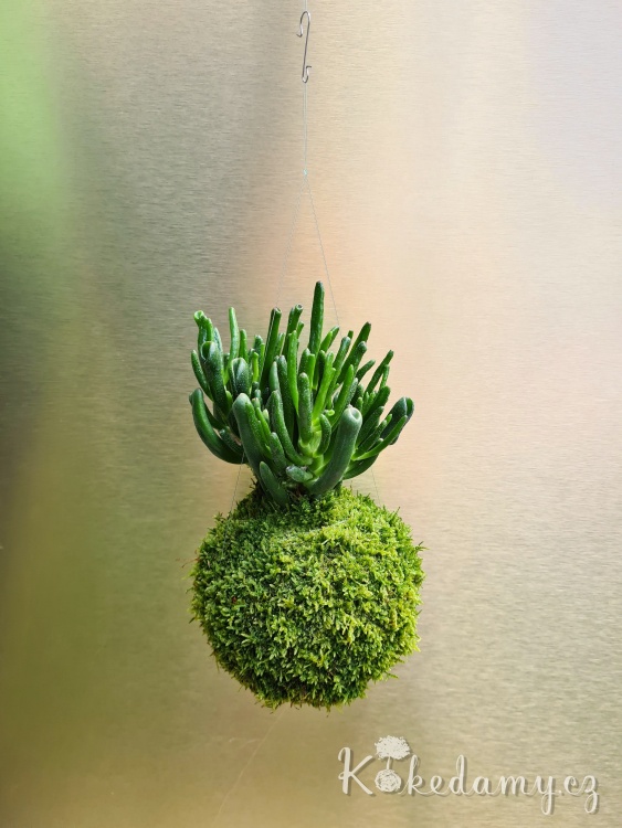 Crassula-ovata-Hobbit_4.jpg