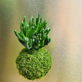 závěsná kokedama Crassula ovata Hobbit