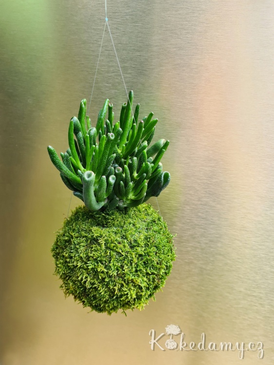Crassula-ovata-Hobbit_5.jpg