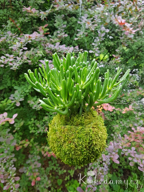 Crassula-ovata-Hobbit_6.jpg