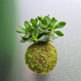 závěsná kokedama Crassula ovata