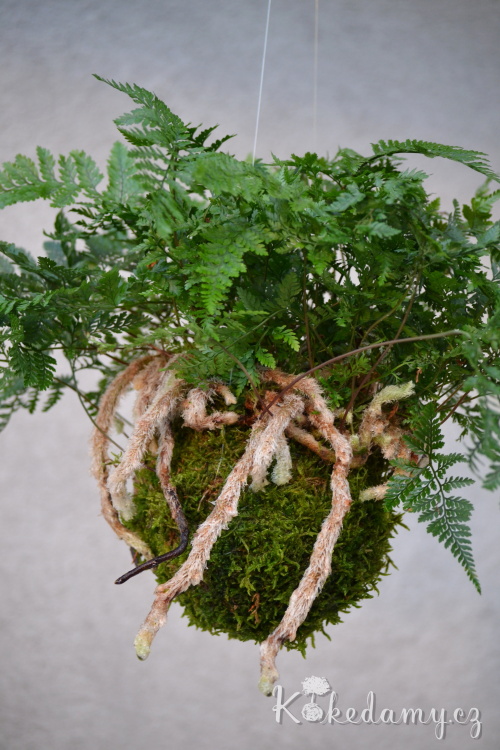 Davallia-tyermanii_1.jpg