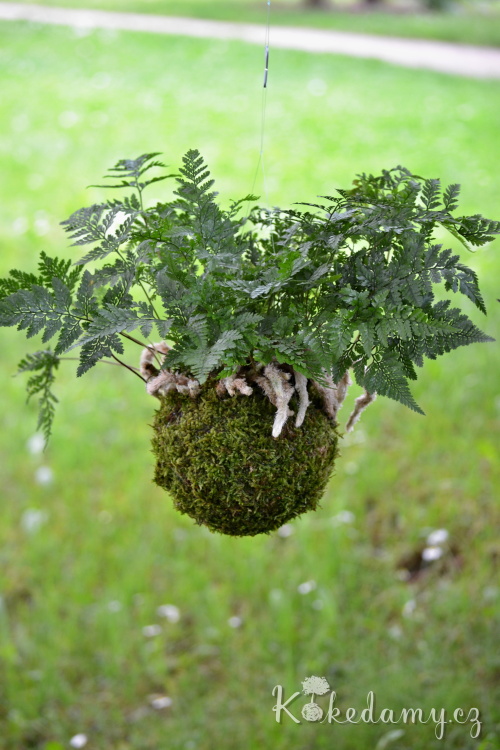 Davallia-tyermanii_3.jpg