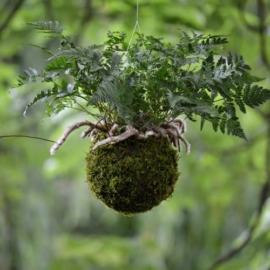 závěsná kokedama Davallia tyermanii