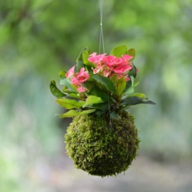 závěsná kokedama kokedama Euphorbia milii