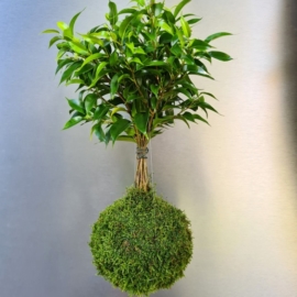 závěsná kokedama Ficus benjamina Natasja