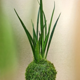 závěsná kokedama Sansevieria kirkii Friends